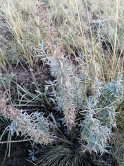 Artemisia dracunculus glauca