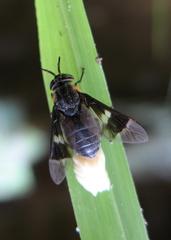 Chrysops cincticornis