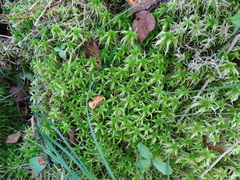 Sphagnum fallax