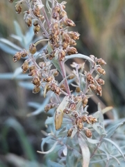 Artemisia dracunculus glauca