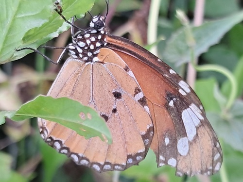 Plain Tiger Butterfly