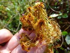 Sphagnum fuscum