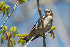 Chestnut-Cheeked Starling photo 2