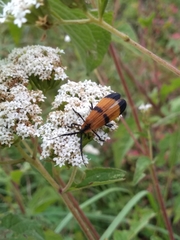 Calopteron reticulatum