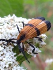 Calopteron reticulatum