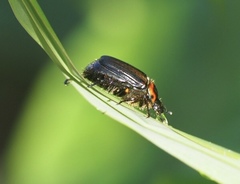 Strigoderma arbicola