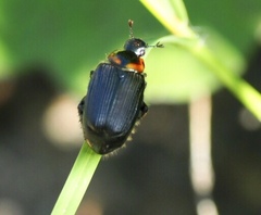 Strigoderma arbicola