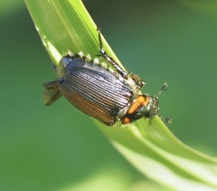 Strigoderma arbicola