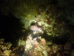 Trachichthys australis