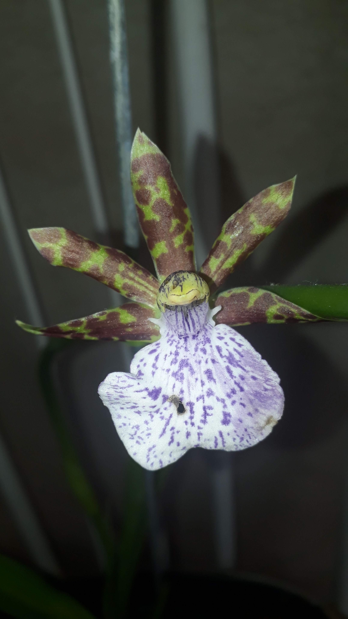 Zygopetalum maculatum