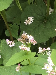 Fagopyrum esculentum