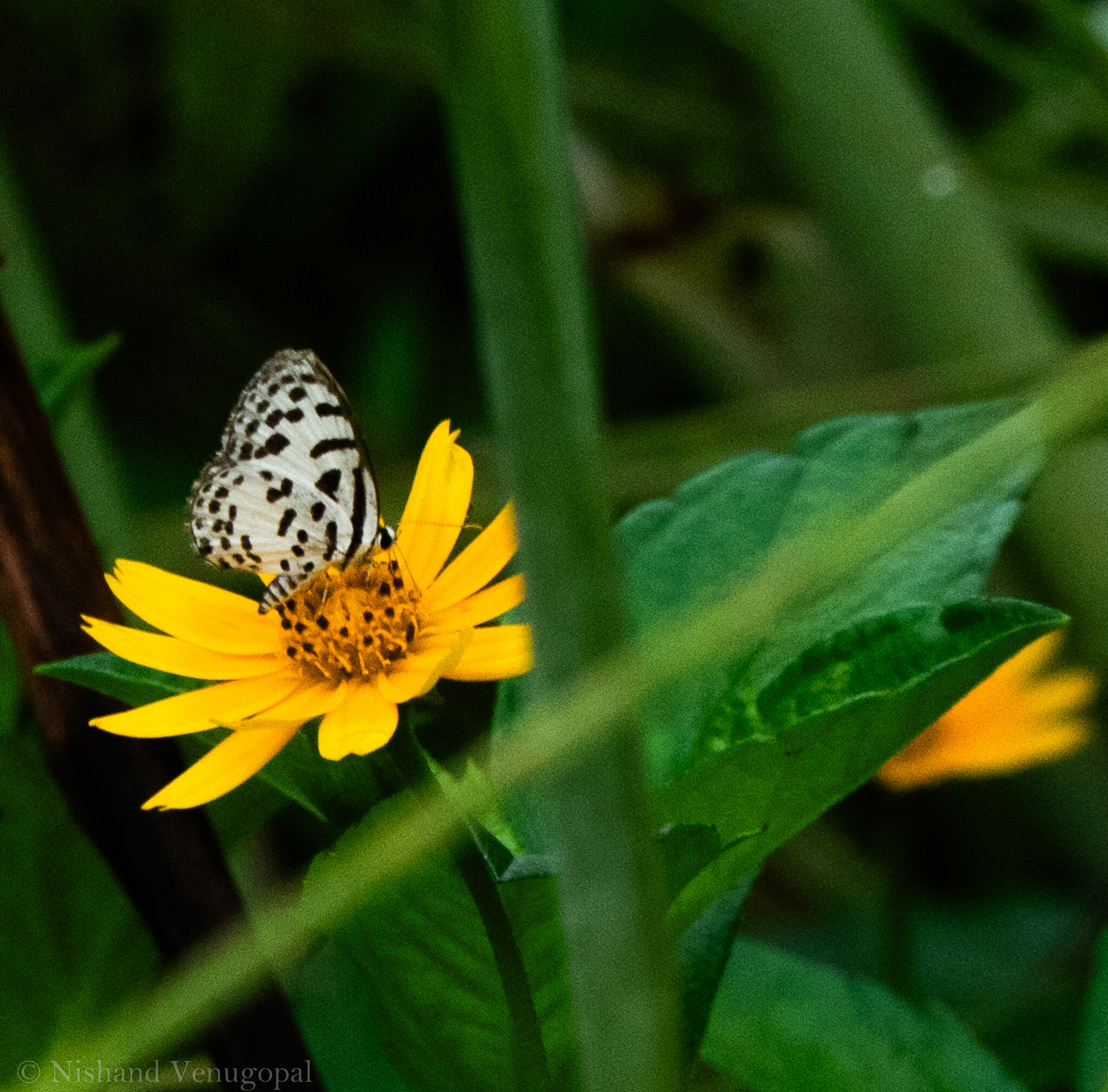 Common Pierrot