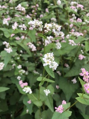 Fagopyrum esculentum