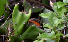 Eutropis macularia