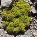 Transvolcanic False Moss - Photo (c) Rogelio Arreola Alemón, some rights reserved (CC BY-NC), uploaded by Rogelio Arreola Alemón