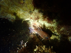 Trachichthys australis