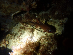 Trachichthys australis