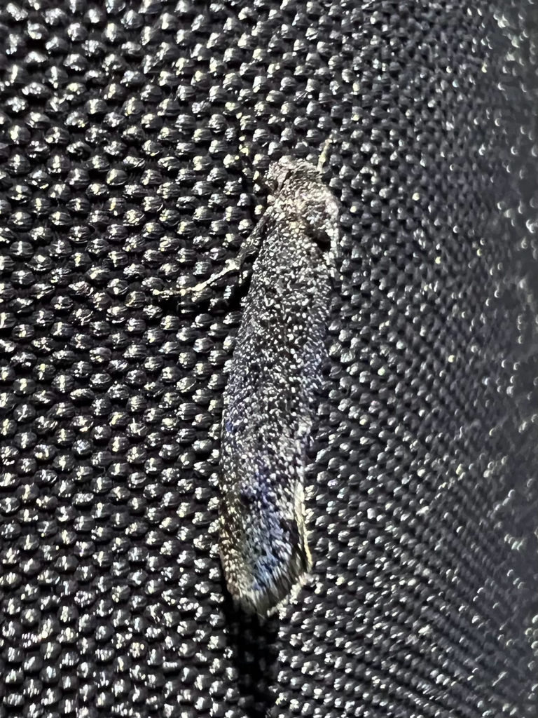Elatobia carbonella
