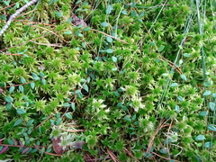 Sphagnum fallax