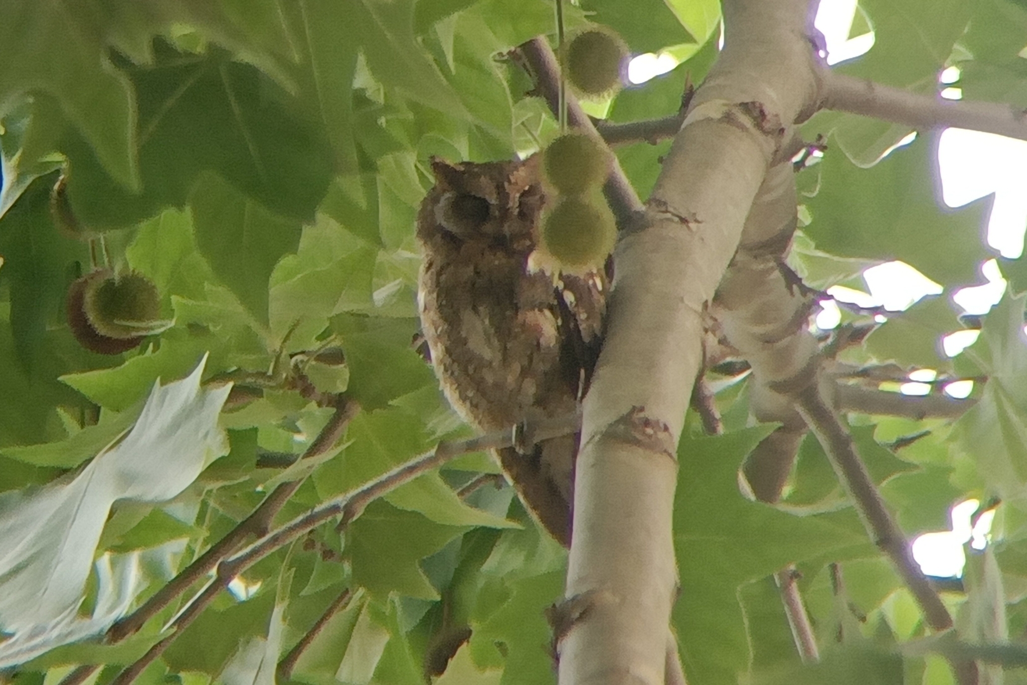 Oriental Scops Owl