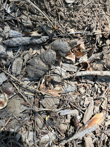 iNaturalist observation photo of Carnivorans