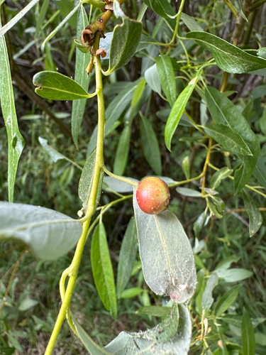 iNaturalist observation photo of Willow Apple Gall Sawfly