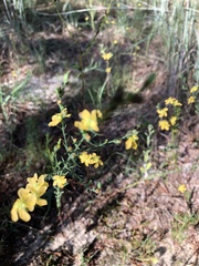 Hypericum drummondii