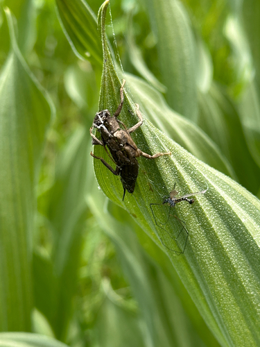 iNaturalist observation photo of Winged and Once-winged Insects