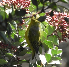 Chlorodrepanis virens wilsoni