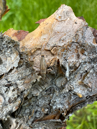 iNaturalist observation photo of True Bugs, Hoppers, Aphids, and allies