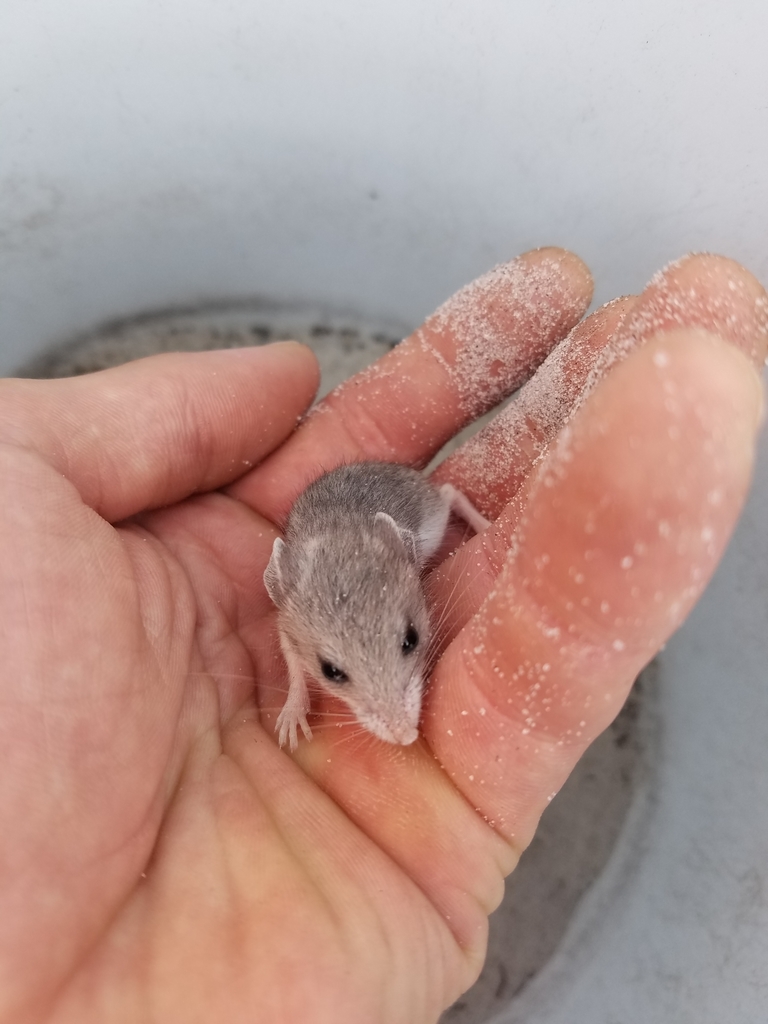 Florida Mouse
