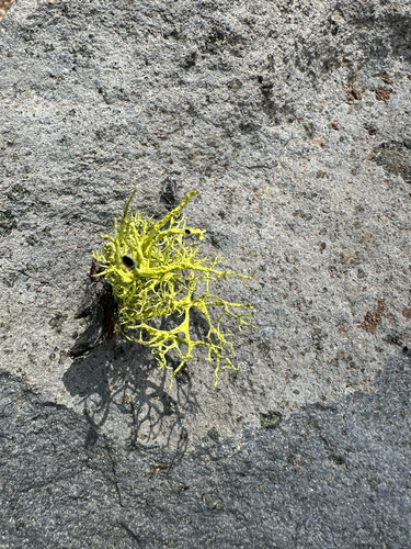 iNaturalist observation photo of Brown-eyed Wolf Lichen