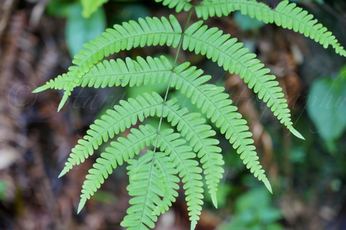 Pteris kiuschiuensis iNat (2)