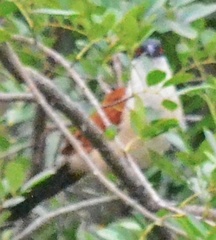 Centropus senegalensis