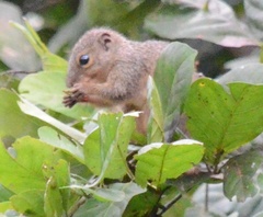 Heliosciurus rufobrachium