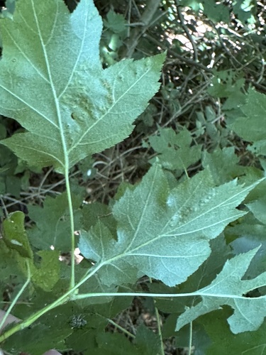 Wild service aphid