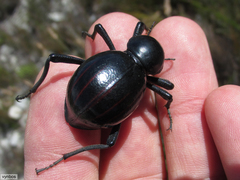 Psammodes