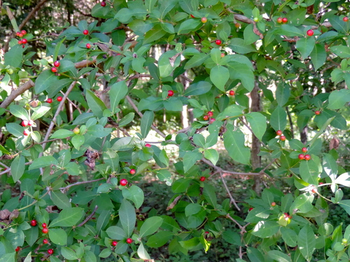 Be Still Tree