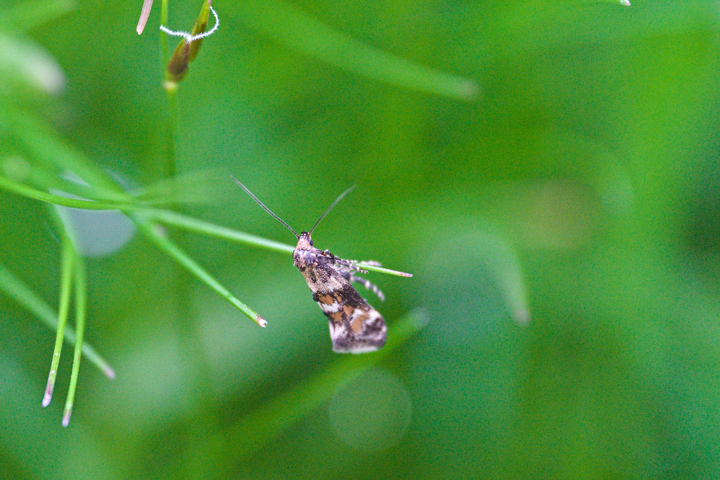 Epermenia scurella