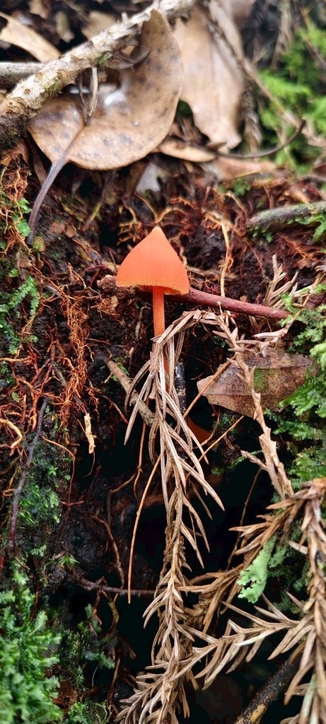 Entoloma quadratum · June 2025 · photo: © emily_chang (iNaturalist, cc-by)