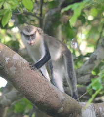 Cercopithecus mona