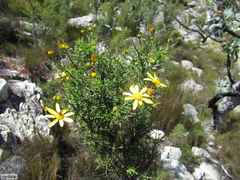 Osteospermum spinosum