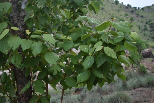 Premna latifolia