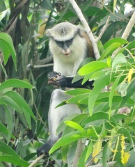 Cercopithecus mona
