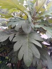 Bocconia frutescens