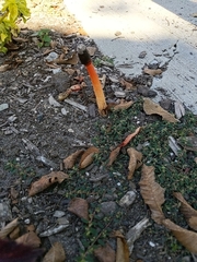 Phallus rubicundus