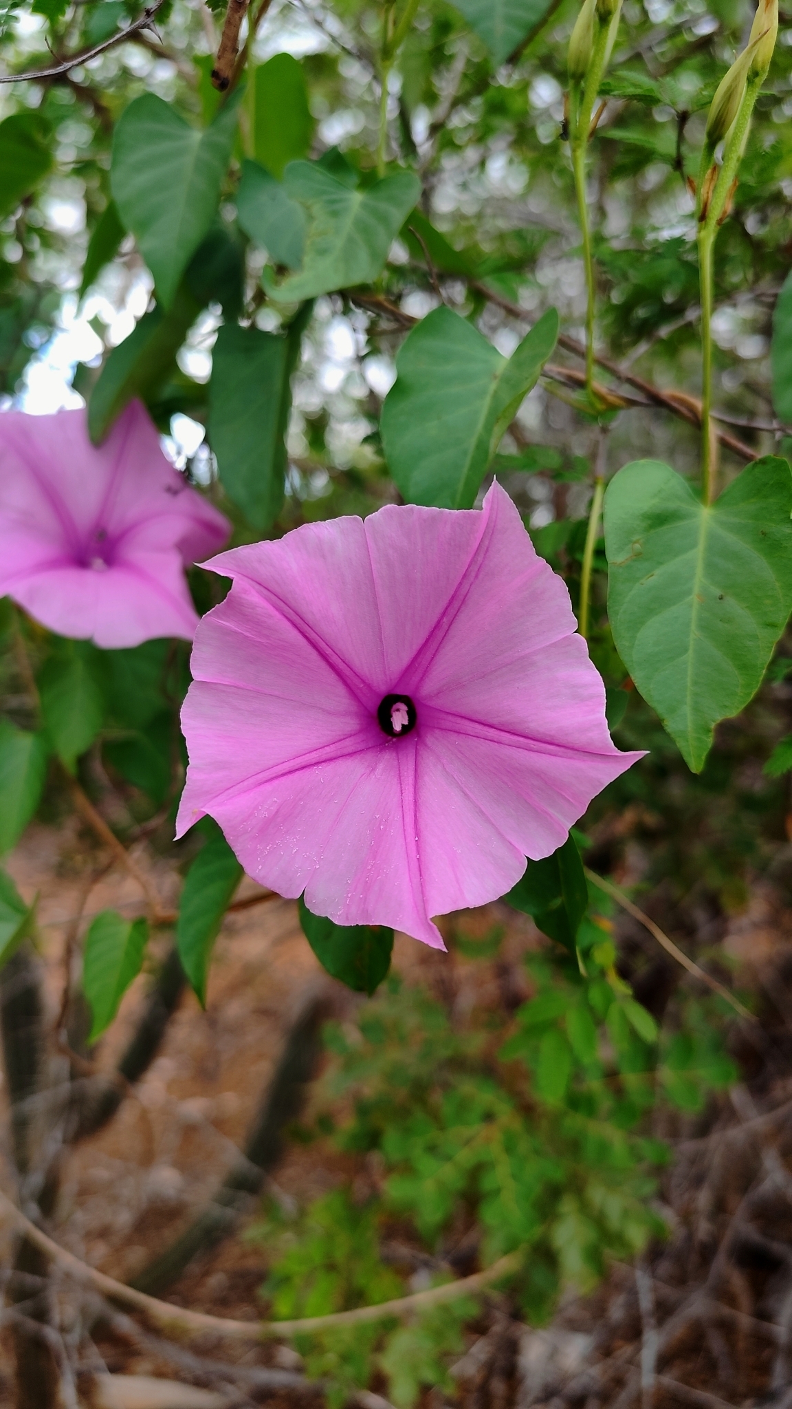 Ipomoea incarnata