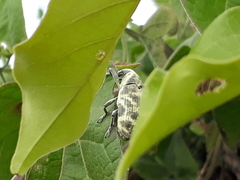 Ileomus