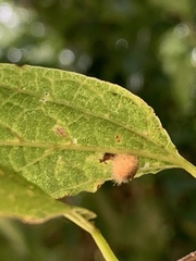 Celticecis pubescens