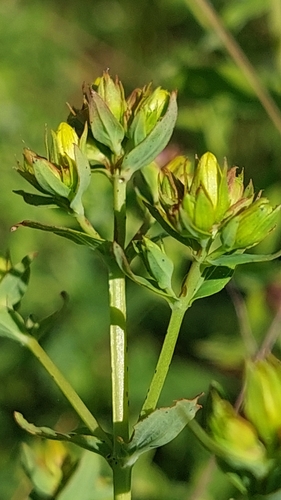 Common St. John's Wort